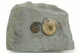 Two Fossil Ammonites (Promicroceras) - Lyme Regis #351287-1